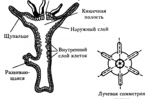 Кракен маркетплейс это